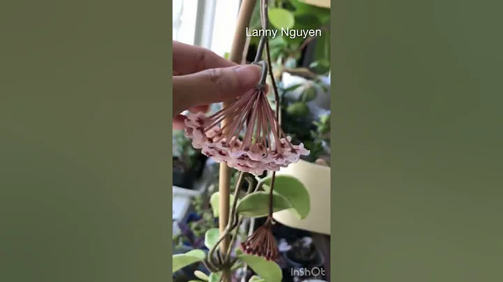 Hoya Krimson Queen Bloom | Hoa Cm C | Lanny Nguyen...