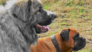Pyrenean Mastiff Leonberger Mix & Boxer Rottweiler Mix by Irma and Hilda 709 views 3 years ago 5 minutes, 41 seconds
