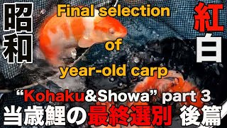 【錦鯉】当歳鯉の最終選別　後編（紅白＆昭和）Final selection of year-old carp part 3“Kohaku&Showa” 【koi】
