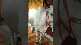 WHITE YOUNG OX OF 2023 #cowlovers#kolkatacow2023#cow#viral#bigcow2023#trending#shorts#youtubeshorts
