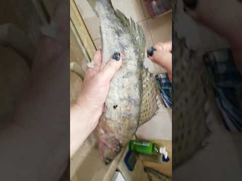 Рецепт сациви с рыбой
