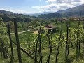 ** FOR SALE ** €120,000 - MHIT175 - Vineyard with farmhouse to restore - Tuscany, Italy