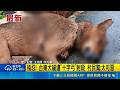 殘忍! 台東犬貓遭"十字弓"射殺 村民驚:太可惡  20多年沒看過十字弓 兇手趁深夜闖入殘忍射殺貓狗｜三立新聞LIVE