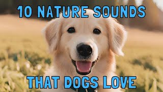 10 Nature Sounds that Dogs Love