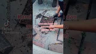 Pest Control For Cockroaches. Daun Pest Control