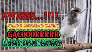 PANCINGAN Kenari GACOR PANJANG Cuit Cuit EMOSI‼️ MASTERAN Kenari PAUD belajar BUNYI by Kenari Ngerol 108 views 6 days ago 12 minutes, 12 seconds