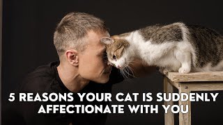 5 Reasons Your Cat Is Suddenly Affectionate With You | Unlocking Your Cat's Love by Cats Globe 2,320 views 1 month ago 2 minutes, 49 seconds
