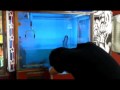 海老キャッチャーの海老を全部救出して海に逃がしてみた！？