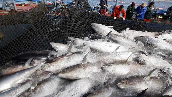 Trawl Net Fishing On The Big Boat - Catch Hundreds Tons Herring At