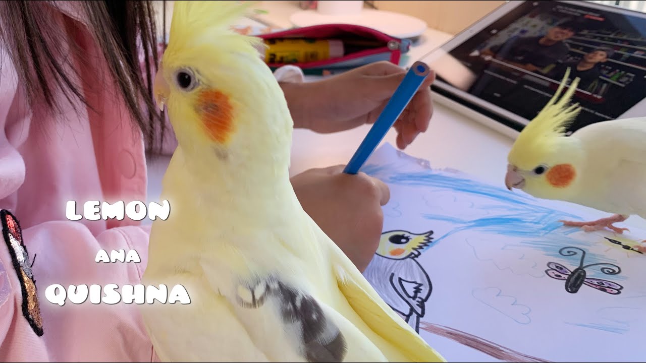Kid Drawing a Cockatiel | Birbs Thought its their own portrait