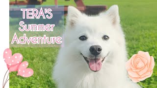 Tera's Summer Adventure 2023 - A Japanese Spitz Diary 🐾 by Tera & Luna 630 views 7 months ago 14 minutes, 16 seconds