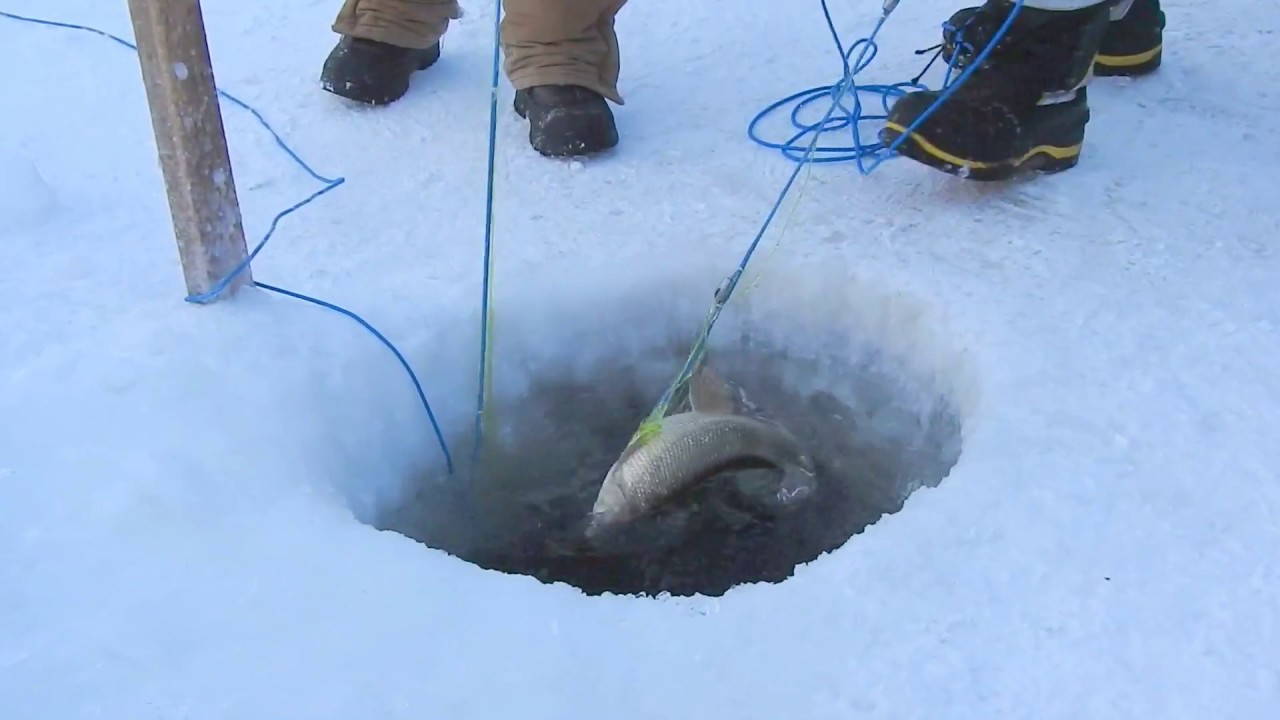 Ice Fishing on Great Slave Lake, Yellowknife YouTube