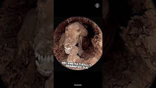 A Mummified Dog Discovered in a Tree After 60 Years😨