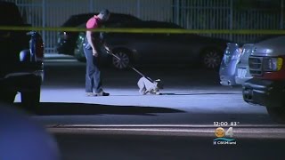Lauderhill Cop Shot, Killed Dog Attacking Woman In Apartment