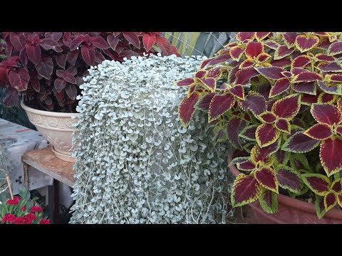 Видео: Краткосрочное садоводство – выращивание сада с быстрым результатом на лето