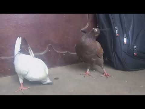 Vidéo: Les pigeons sont-ils porteurs de maladies ?