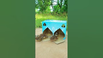 Create Good Bird Trap - Best Quail Trap # new quail trap #video shorts