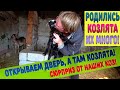 СРОЧНО! У нас родились первые козлята! Их много. Мы в шоке! Роды у козы.