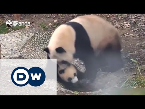 Panda yavrusu banyo yapmak istemeyince... - DW Türkçe