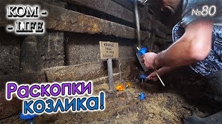 видео: КОЗЁЛ ПРОЛЕЖАЛ МЕСЯЦ В БАКТЕРИЯХ картинка: КОЗЁЛ ПРОЛЕЖАЛ МЕСЯЦ В БАКТЕРИЯХ