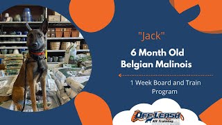 Winston Salem Dog Trainers - (Belgian Malinois~1 Week Board and Train)