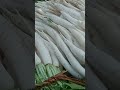 Smart farmers farming vegetable with this techniquestisfying shorts farmya