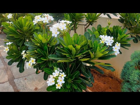 Video: Ինչպես աճեցնել Plumeria սերմերից