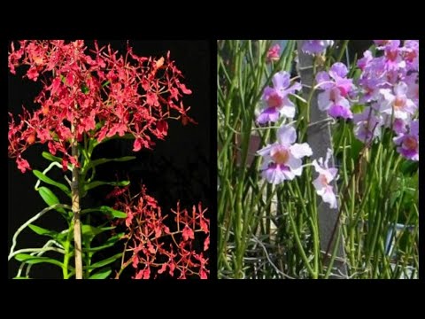 Plantando orquídea Vanda teres e Renanthera na terra a sol pleno - thptnganamst.edu.vn