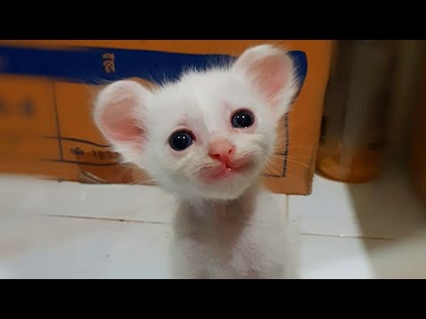 Cutest Animals 2023 – The most beautiful and funny cats in the world!