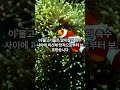 바다 속 꽃 말미잘🌸🌊– 독을 가진 화려한 생명체! #말미잘 #해양생물 #해양생태계 #독성생물 #클라운피시 #공생관계 #shoets #shortvideo #shorts #short