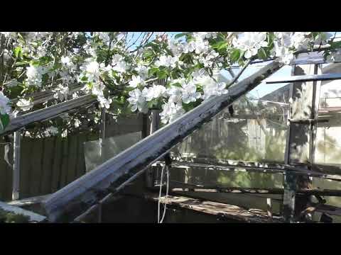 Building a Greenhouse Source of Glass in Ely UK 23apr26 411pm