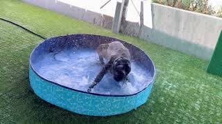 Bagheera in the Pool by Pasadena Humane 64 views 10 months ago 38 seconds