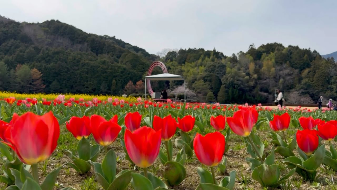 2026/03/24 赤鬱金香・瑠璃唐草・菜の花見頃です！ 春のフラワーパーク