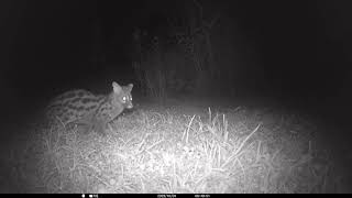 Genet having a snack