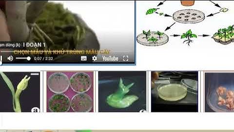 BÀI 6 | CÔNG NGHỆ 10 | ỨNG DỤNG CÔNG NGHỆ NUÔI CẤY MÔ TẾ BÀO TRONG NHÂN GIỐNG CÂY TRỒNG