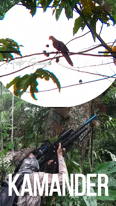 MARLOPAK #huntergumarapus  #hunting #berburu #birds #burung #nature #airsoft