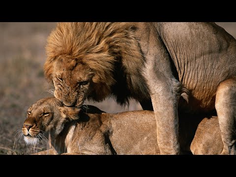 Video: Perbedaan Antara Lion Dan Lioness