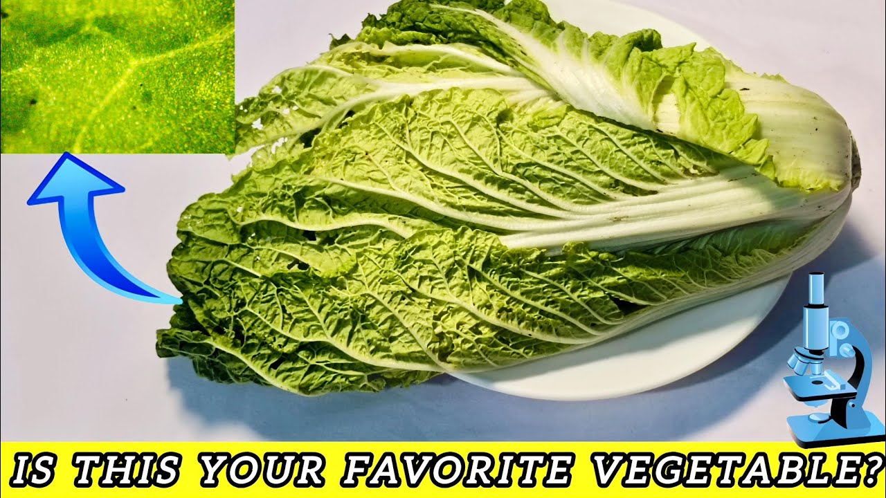 The Mystery Behind the Two Colors of Chinese Cabbage : A Microscopic Adventure