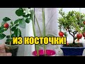 Выращивание экзотики из косточки от подписчиков . Часть 2