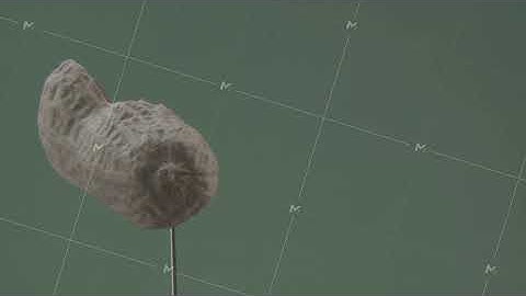 Peanut rotating with loop on green screen for chroma key