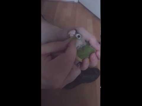 Baby pineapple conures