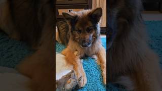 ARCIU PRAWDZIWY HODOWCA KUR!