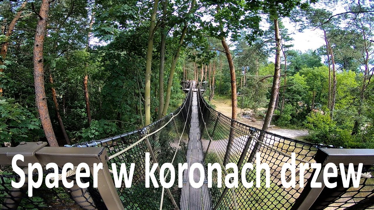 Spacer w koronach drzew