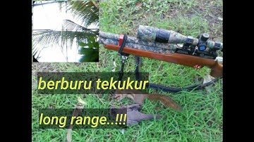Berburu tupai dan tekukur..!!!#BALI utara