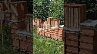 Отбор рапсового мёда с 6-ти рамочных ульев
