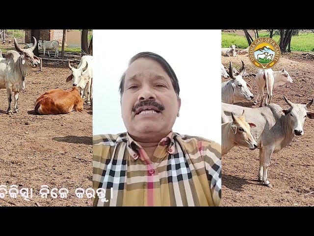 ସହଜ, ସରଳ ଉପାୟରେ ଗାଈ ଗୋରୁମାନଙ୍କର ଲମ୍ପି ଚର୍ମ ରୋଗର ଚିକିତ୍ସା #Lumpy_Cow_Treatment  #Dr_Balaram_Sahu