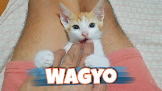 Wagyo loves you! Meow 😺 by Rhambouy 1,466 views 2 years ago 2 minutes, 23 seconds
