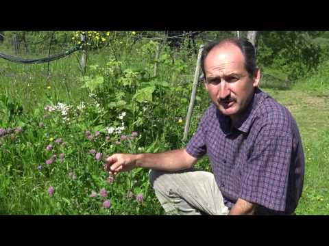 Video: Trifoi arat: proprietățile vindecătoare ale plantei