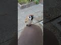 ちょこん!#bird #japanese sparrow