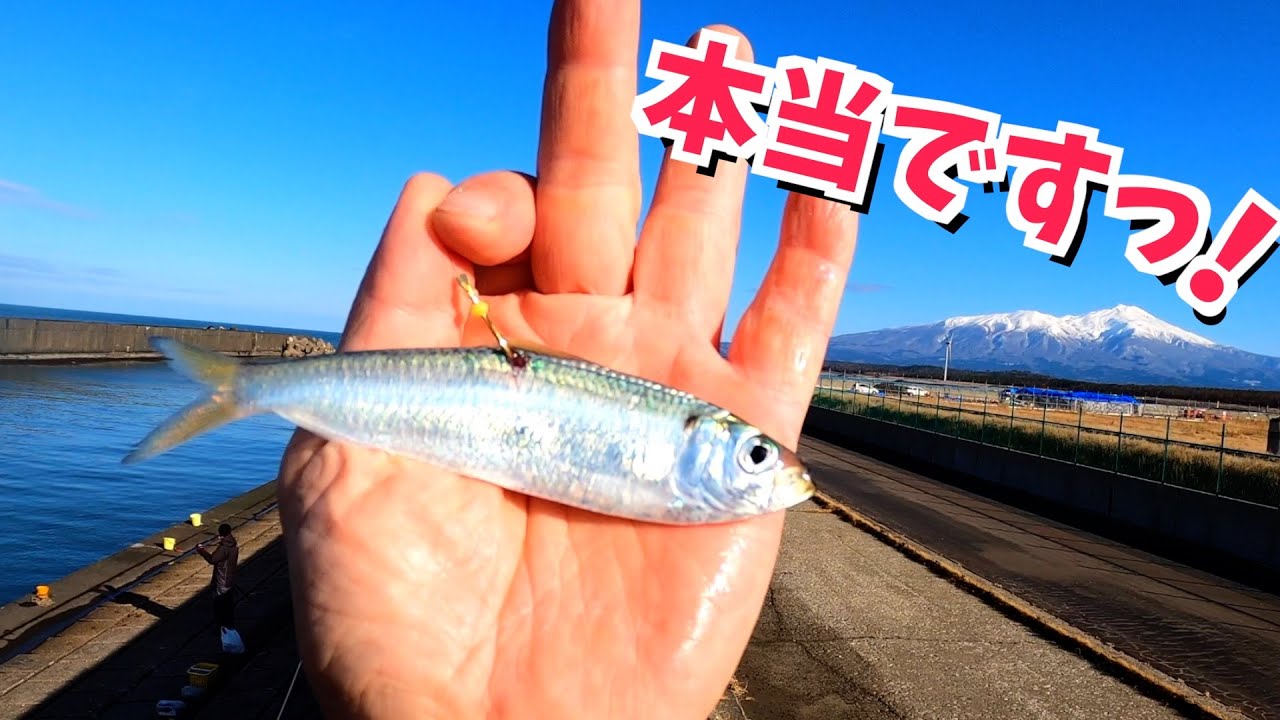 山形県のA級水路でサッパを餌に飲ませ釣りしたらw